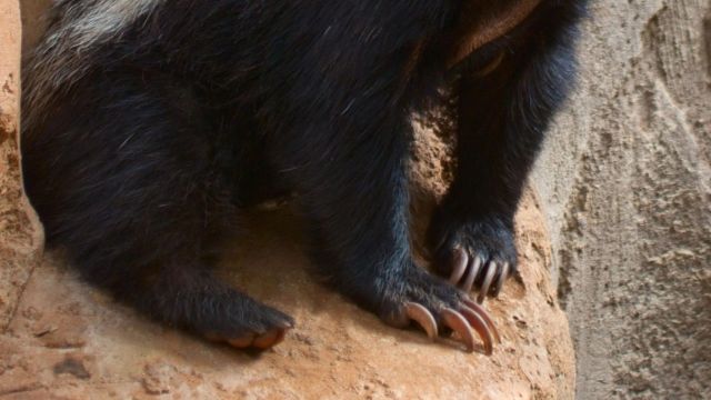 Wildlife documentation helps experts make informed decisions.