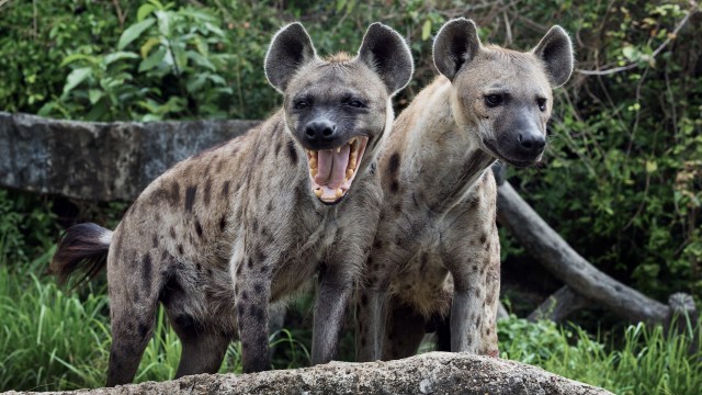 "When I heard him screaming, I ran across with a torch."