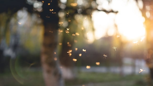 All of these issues can increase the spread of vector-borne diseases and endanger our health.