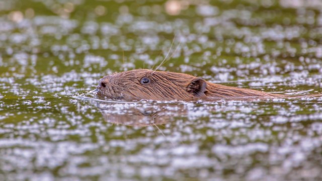 "You really don’t know how cute they are until you see them in person."