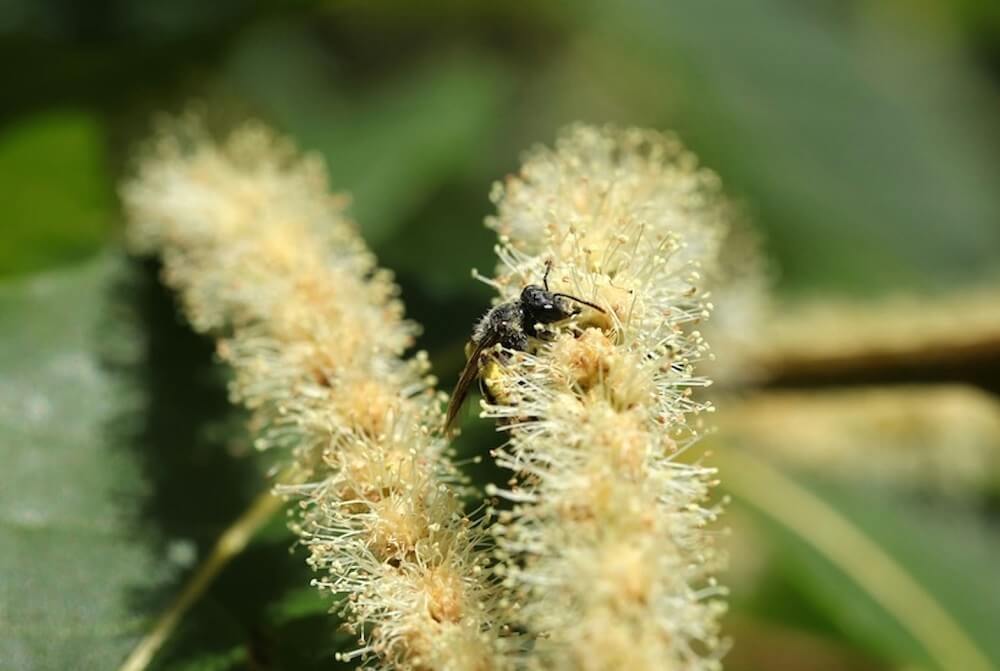 "The rediscovery of this bee in our orchard illustrates another beneficial impact."