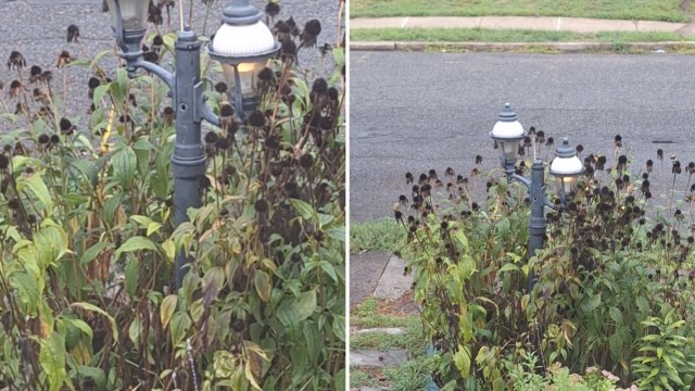 Commenters jumped in to praise the original poster’s gardening skills.