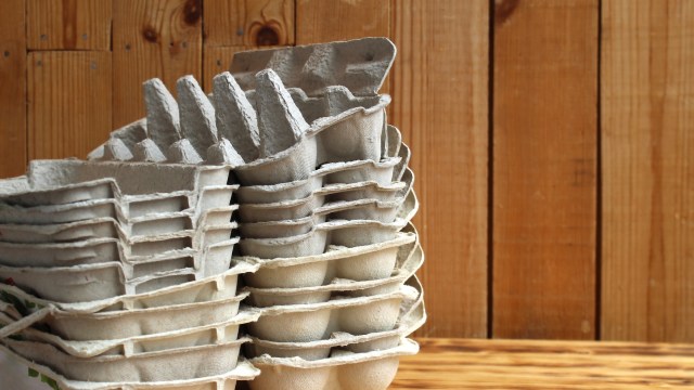 "My egg carton herbs finally hatching."