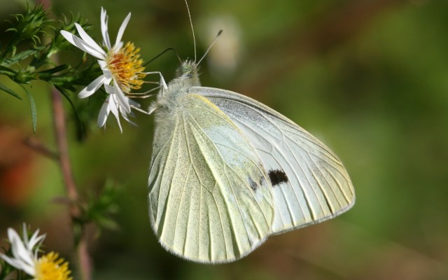 As with all wildlife, observation is key to understanding this situation.