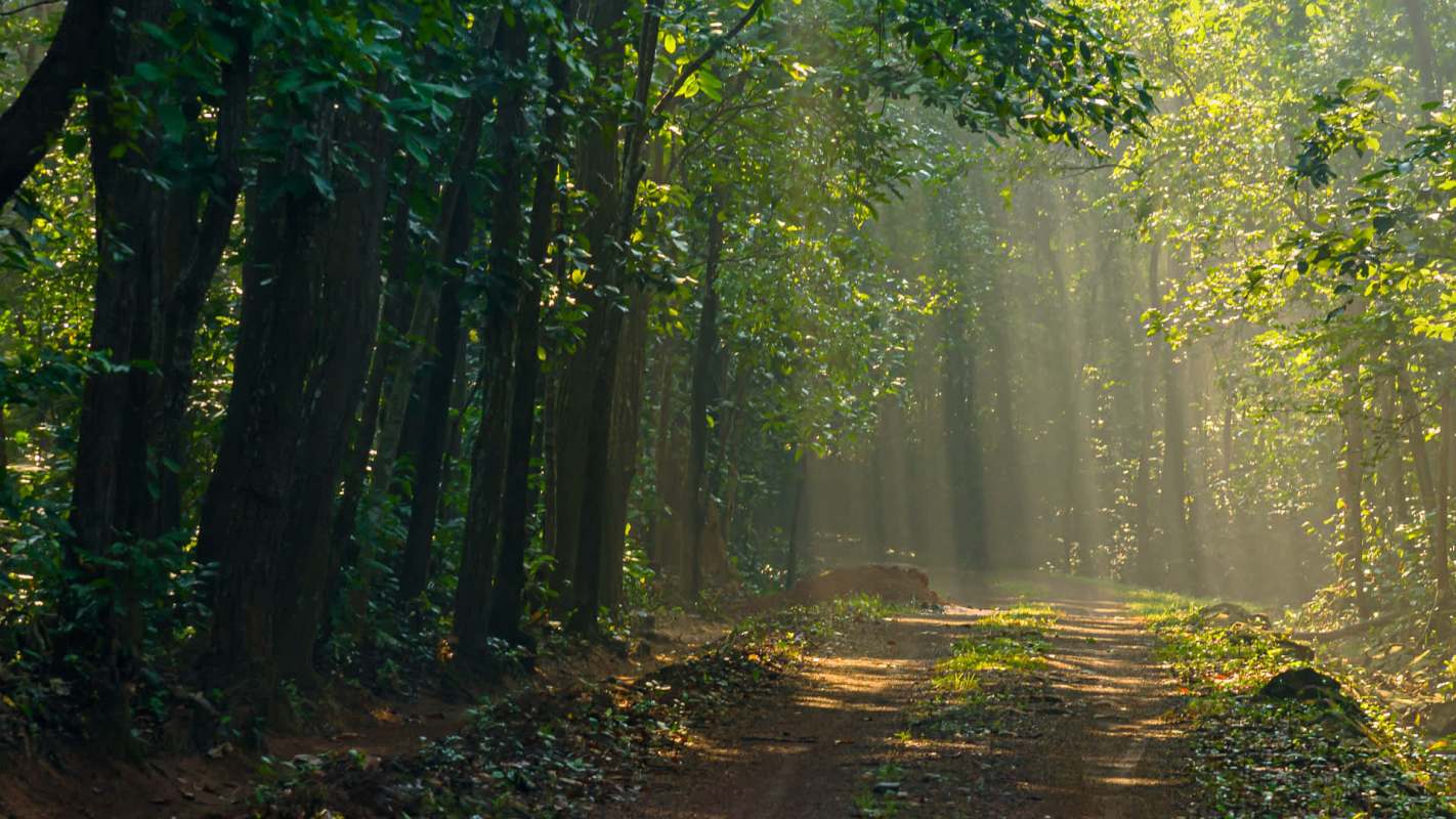 "Like 'engineers' of the wetland ecosystem."