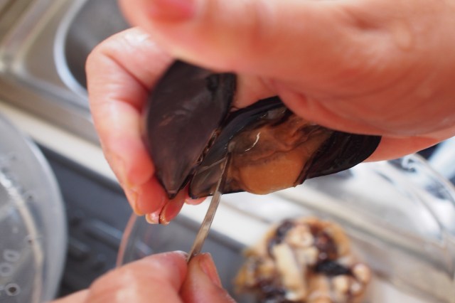 The impact is already being felt, with one report of a "catastrophic" collapse in mussel numbers.