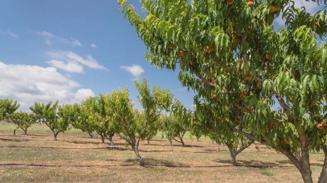 These larvae have been known to infect over 60 types of fruits and vegetables.