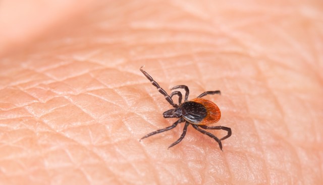 This poses a growing threat to people and pets.