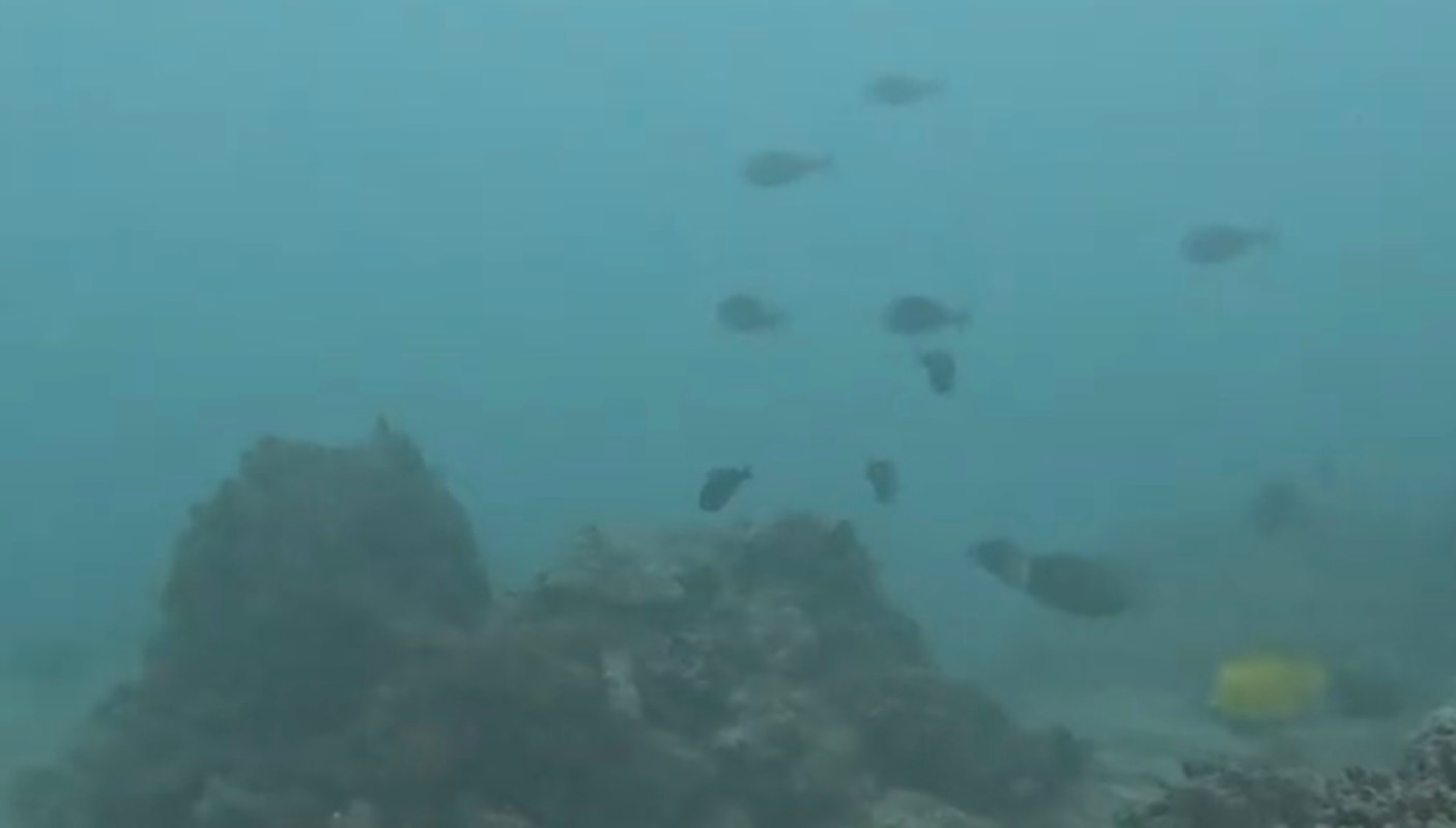 He fries the fish up whole.