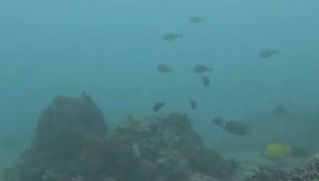 He fries the fish up whole.