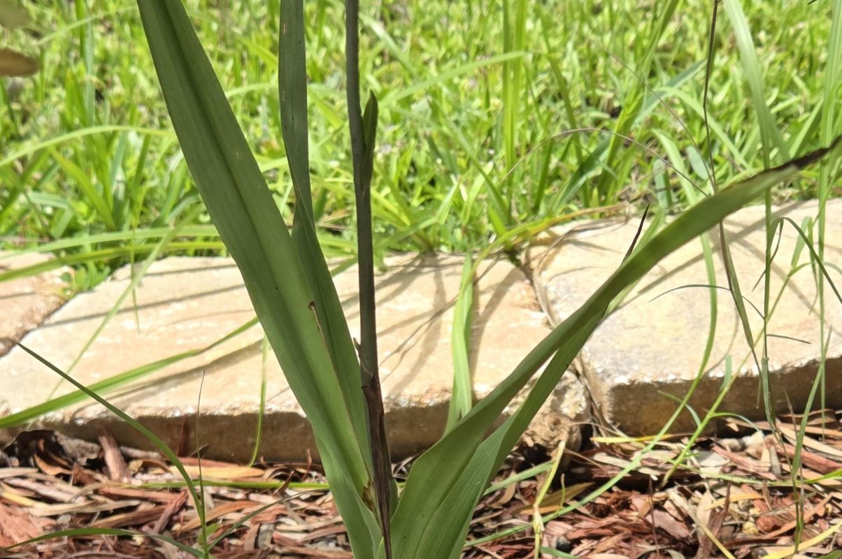 "This just popped out of my yard."