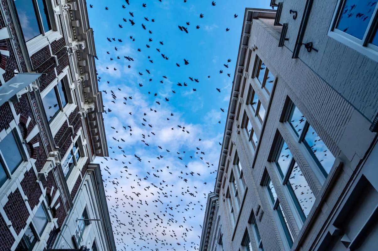 The recent sighting is estimated to be the third or fourth generation of birds.