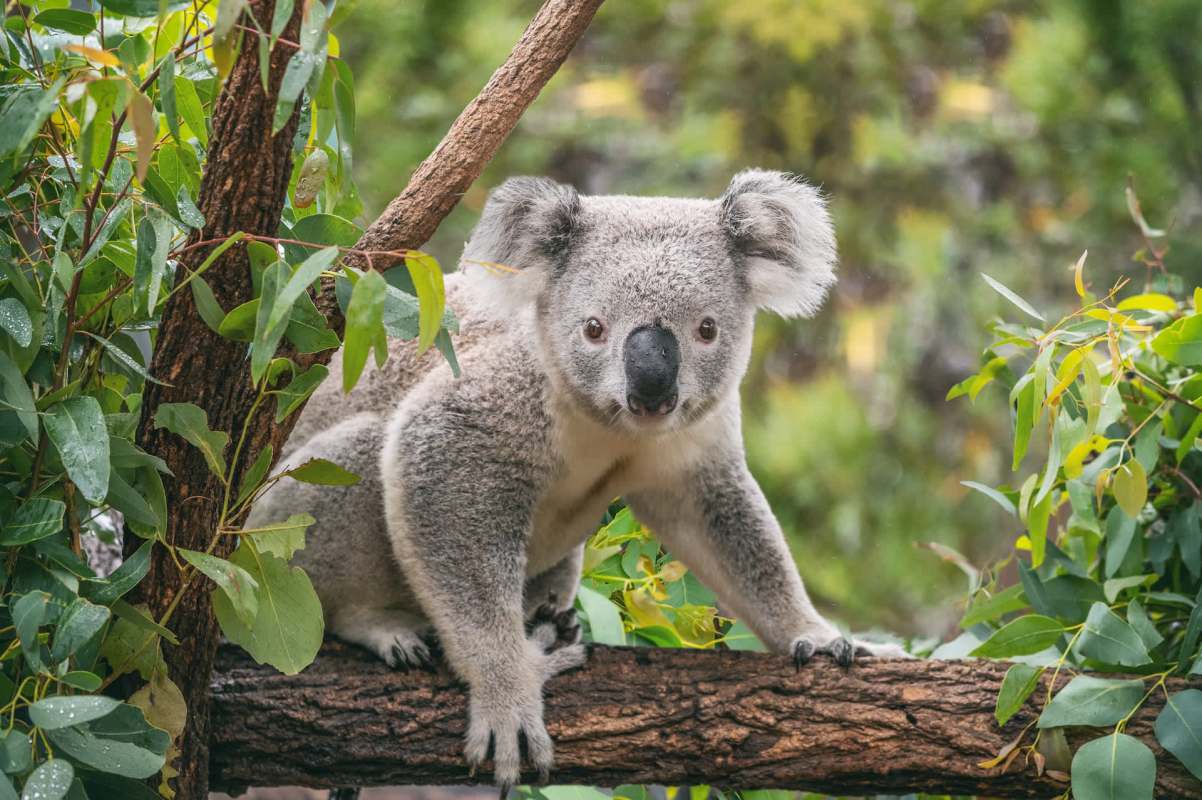 "Somehow it’ll be the koala’s fault."