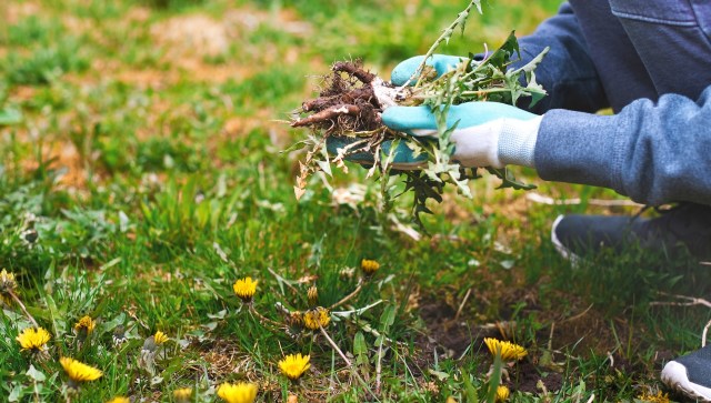 "Good luck removing it."