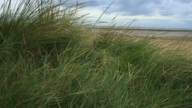 "It is exciting to be part of putting them back into a place where they’ve been extinct."