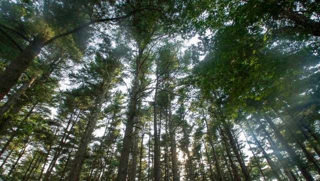 A homeowner first discovered the problem.