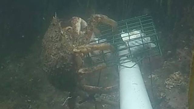 Underwater camera systems can help experts learn more about species without disturbing them or their habitats.