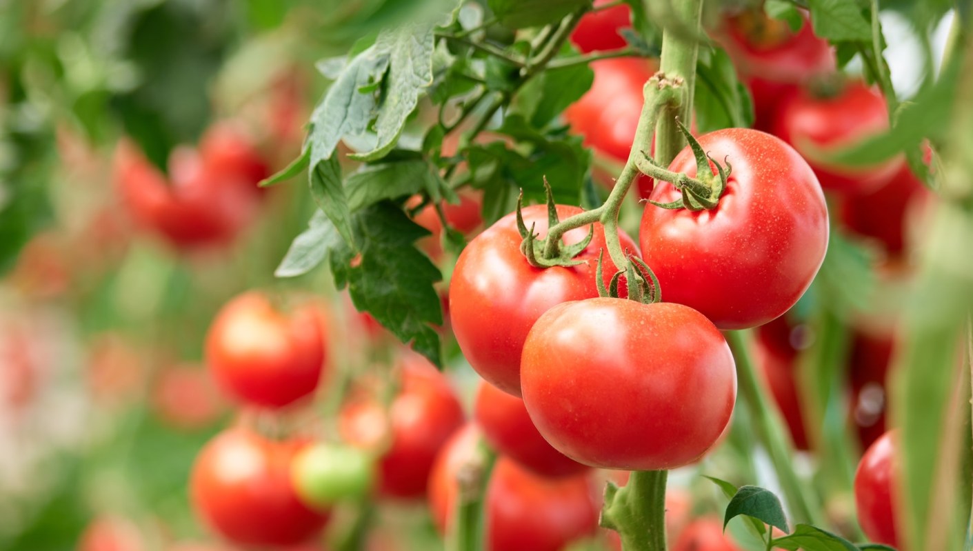 Gardeners in the comments backed up the advice.