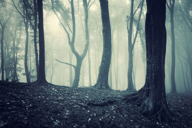 This study confirms that even densely-forested landscapes are facing potential hidden threats.