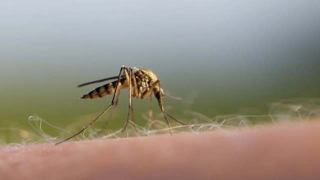 "Typically the most active."