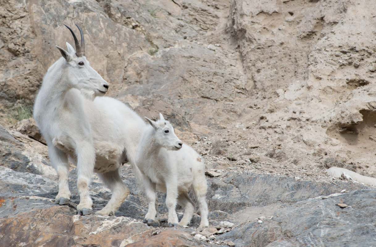 "What can possibly go wrong?"