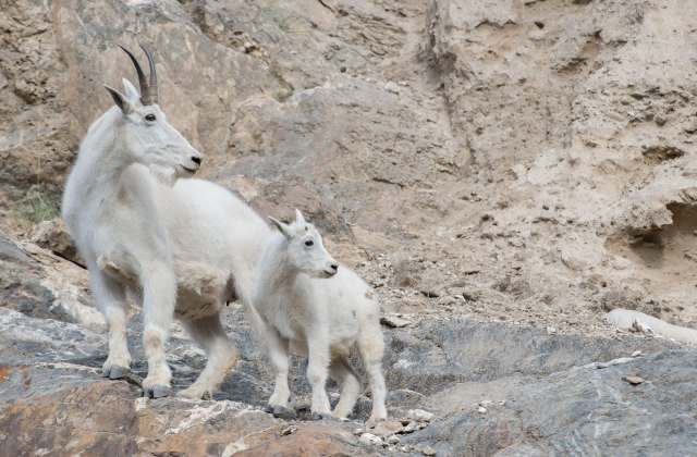 "What can possibly go wrong?"