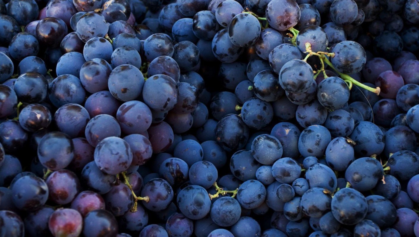 Numerous research teams around the world are collaborating to protect crops.