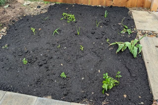 "They require so little and give so much!"