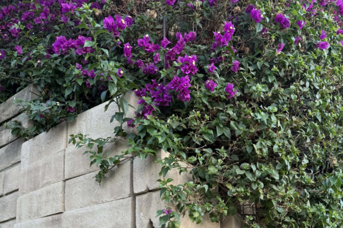 "Talk to them, and if they don't take it down, report them to local code enforcement."