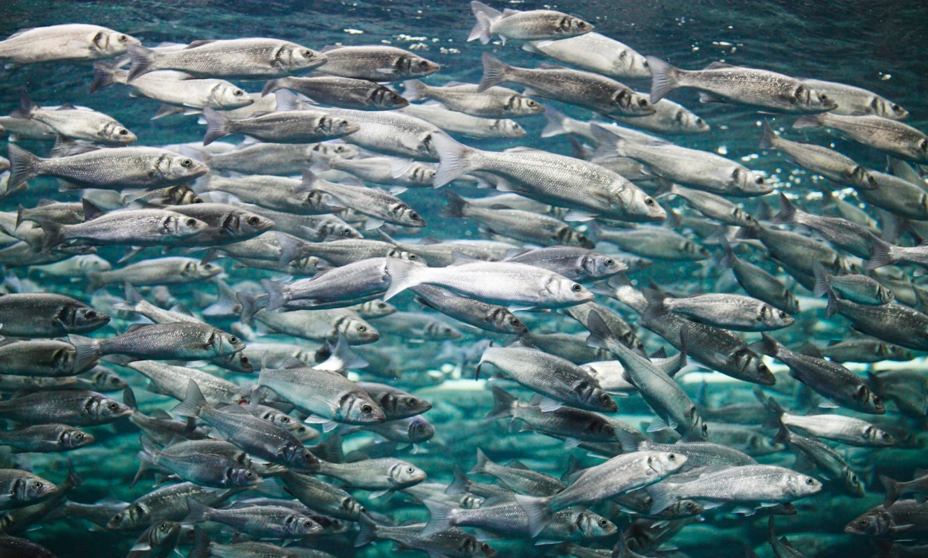 The solution lies in a combination of global teamwork and dedicated local action.