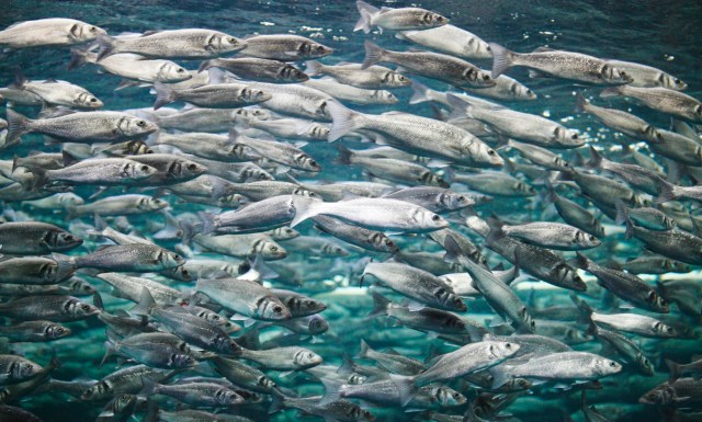 The solution lies in a combination of global teamwork and dedicated local action.