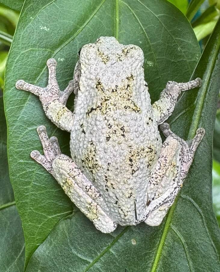 "I love these little guys."