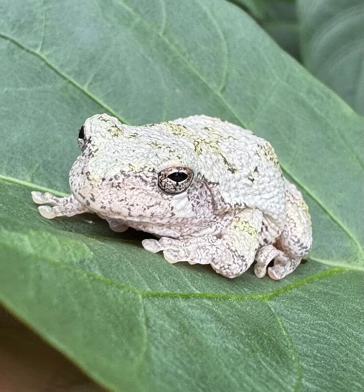 "I love these little guys."