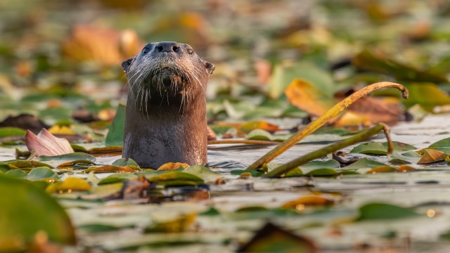 River otters prefer to poop alongside the river's edge.