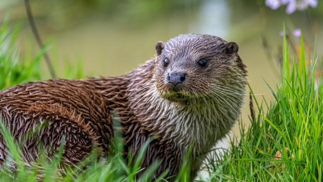 "The very first time she let me pet her, I remember thinking this can't be real."