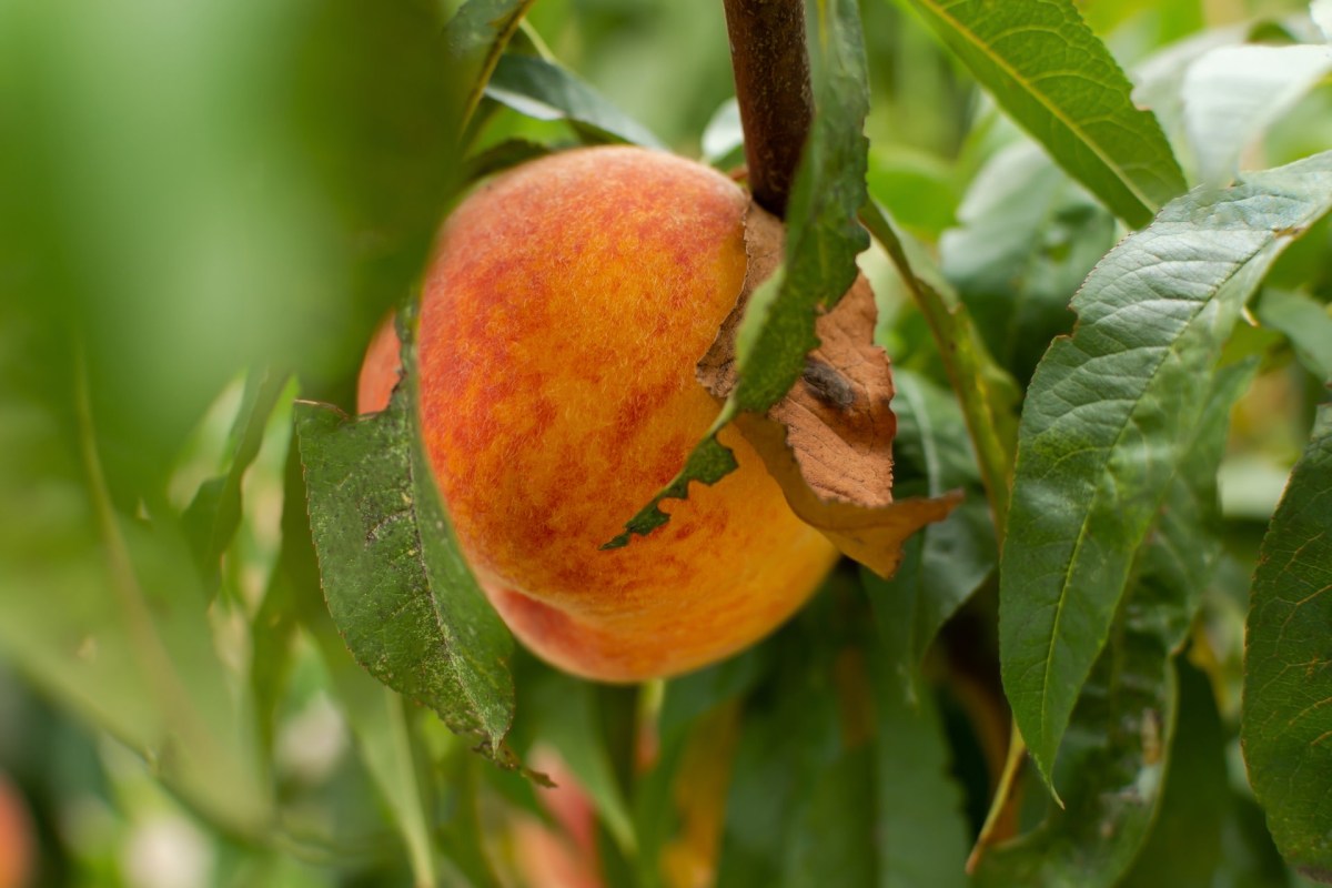 Smaller harvests cut into the livelihoods of agricultural producers.