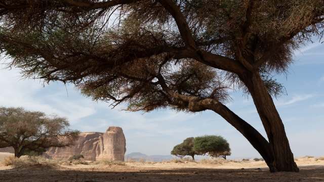 "We observed a remarkable diversity."