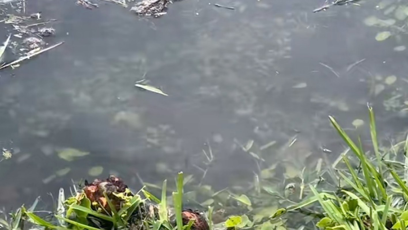 The video’s comments section reflects a strong desire for change.