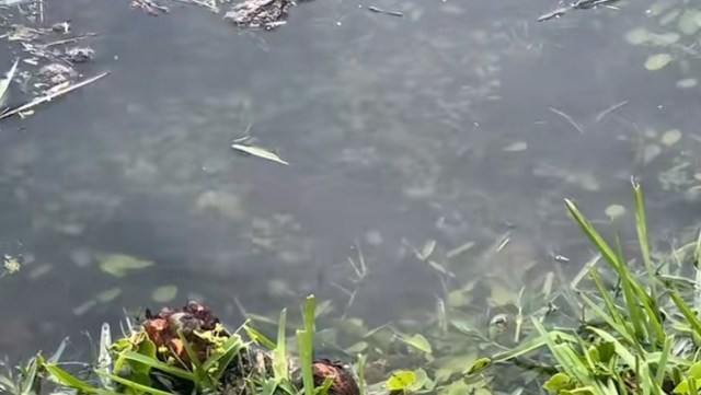 The video’s comments section reflects a strong desire for change.