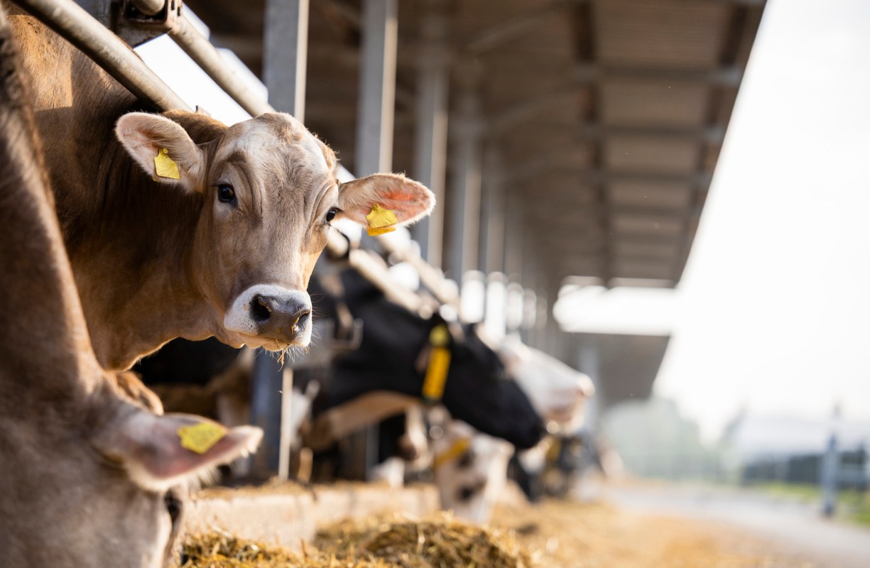 The impacts extend beyond the farms themselves.