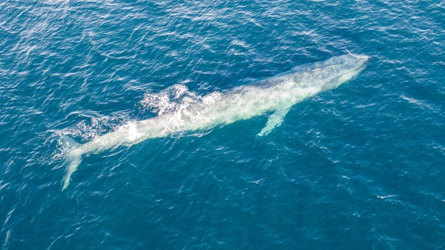 "The first confirmed record."