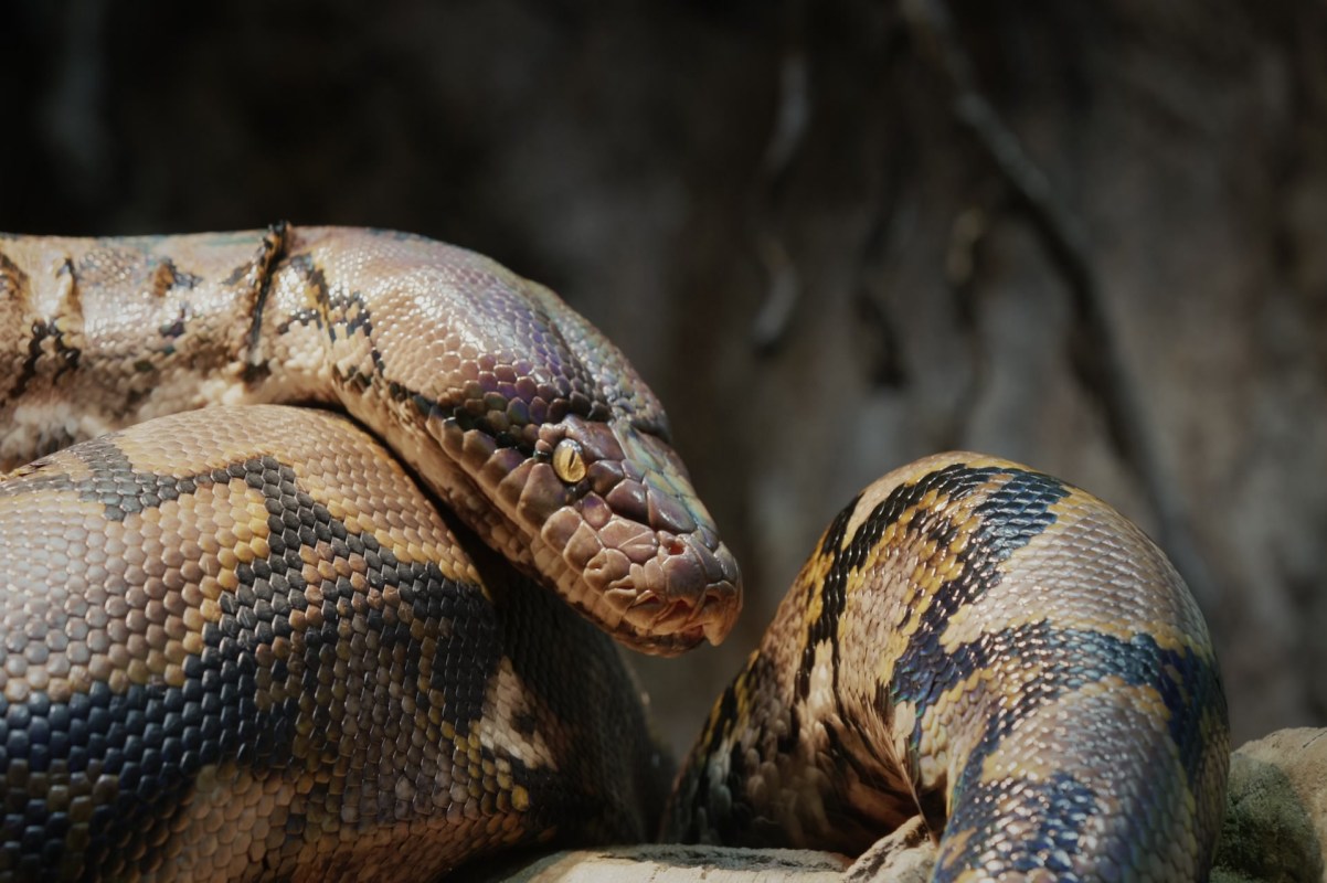 They're most active at night, and females are significantly larger than males.