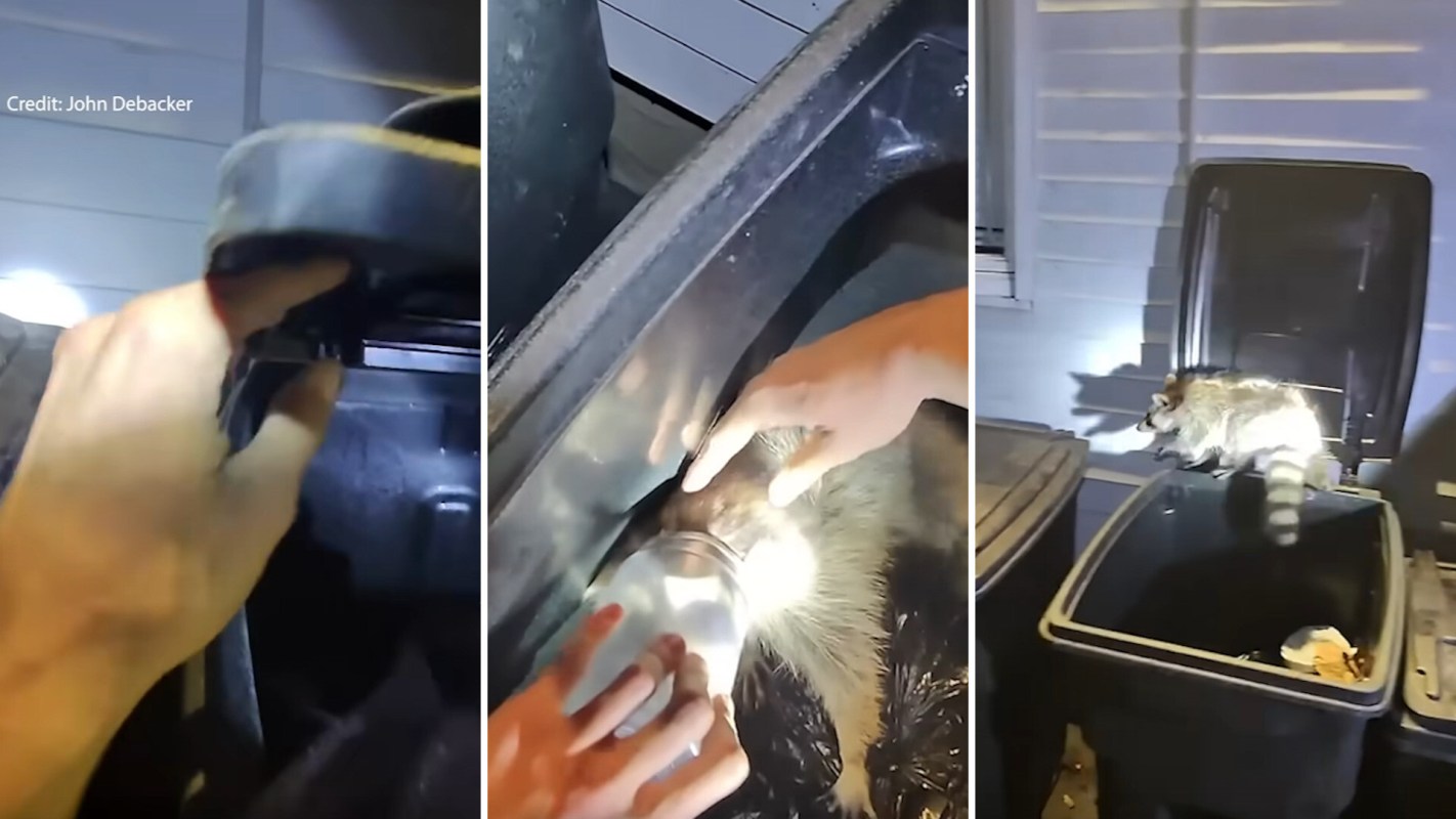 The terrified raccoon desperately tried to escape at first.