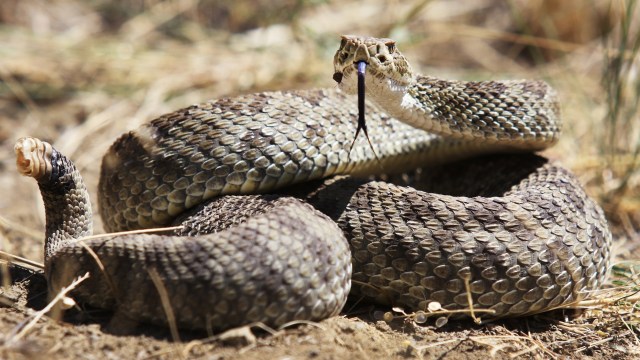 Some snakes will relocate to areas they have never lived before.