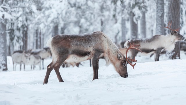 Scientists have been using technology to track northern wildlife species.