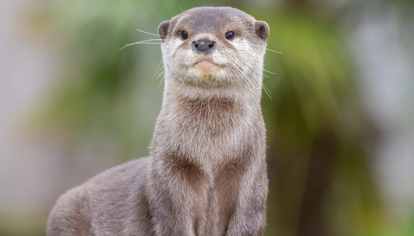 The idea to train the otter arose from a simple problem.