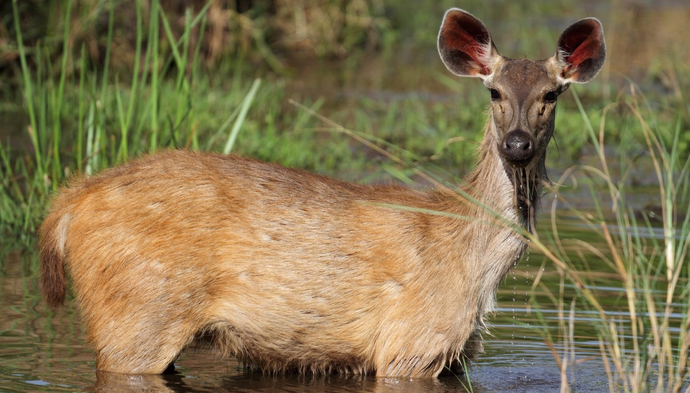 It was the first rescue of its kind for the species in the area.