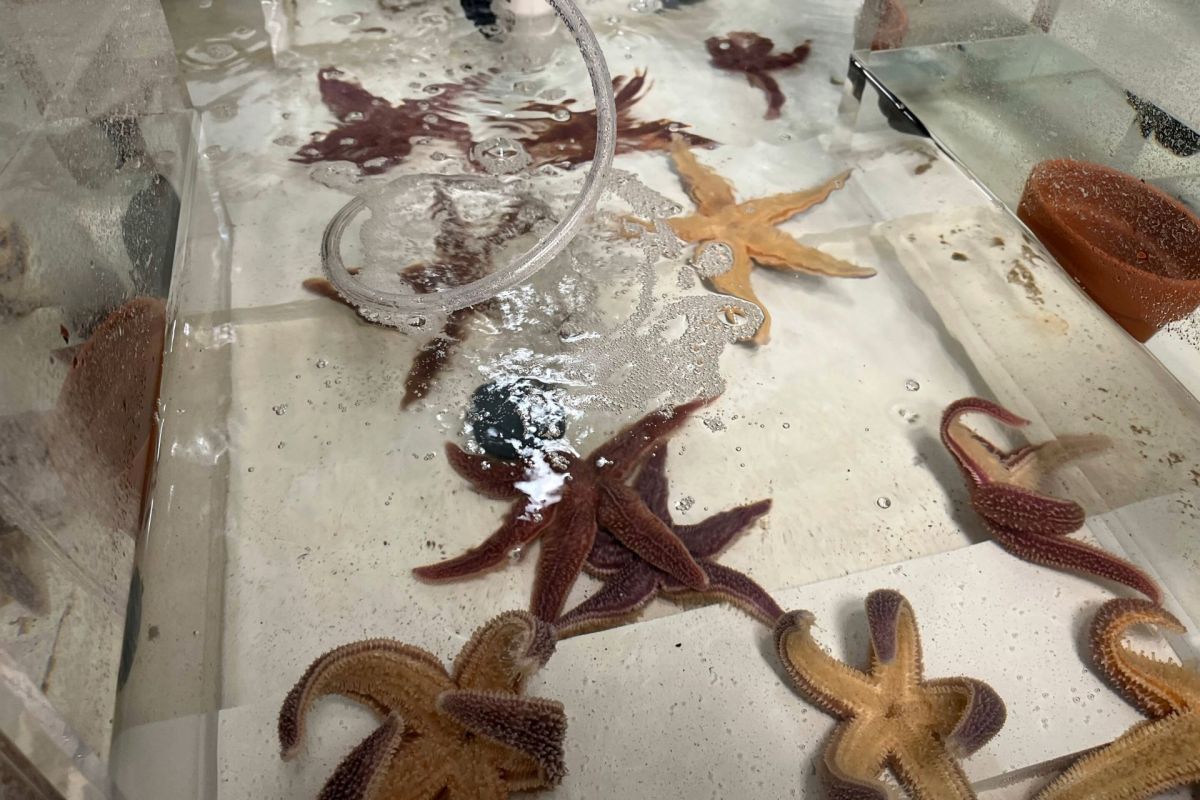 Starfish are a keystone species.