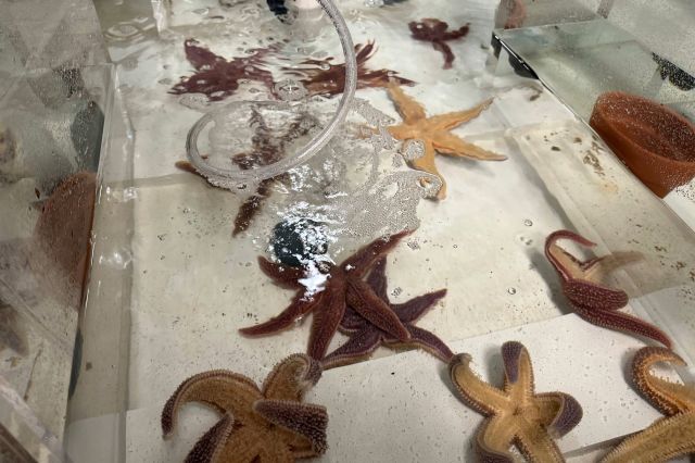 Starfish are a keystone species.