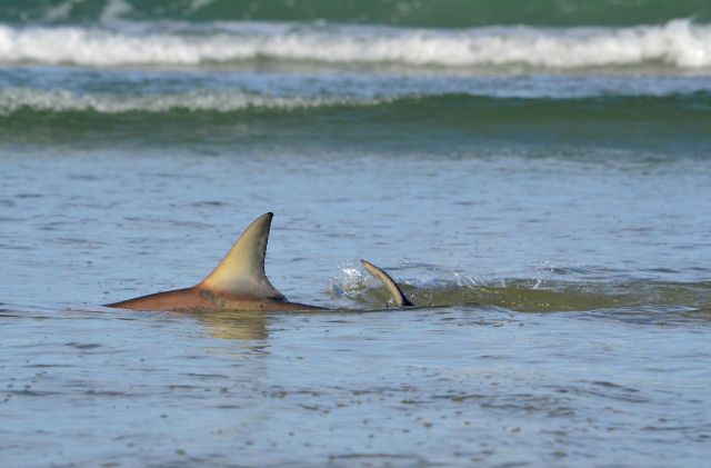 Rising shark activity over the past few years may be cause for concern.